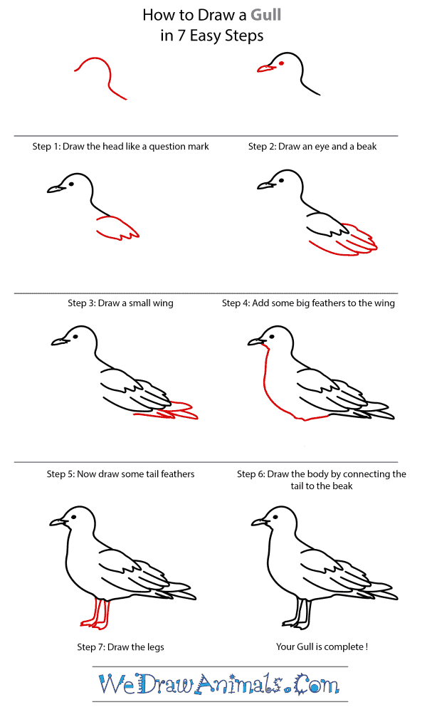 How to Draw a Gull