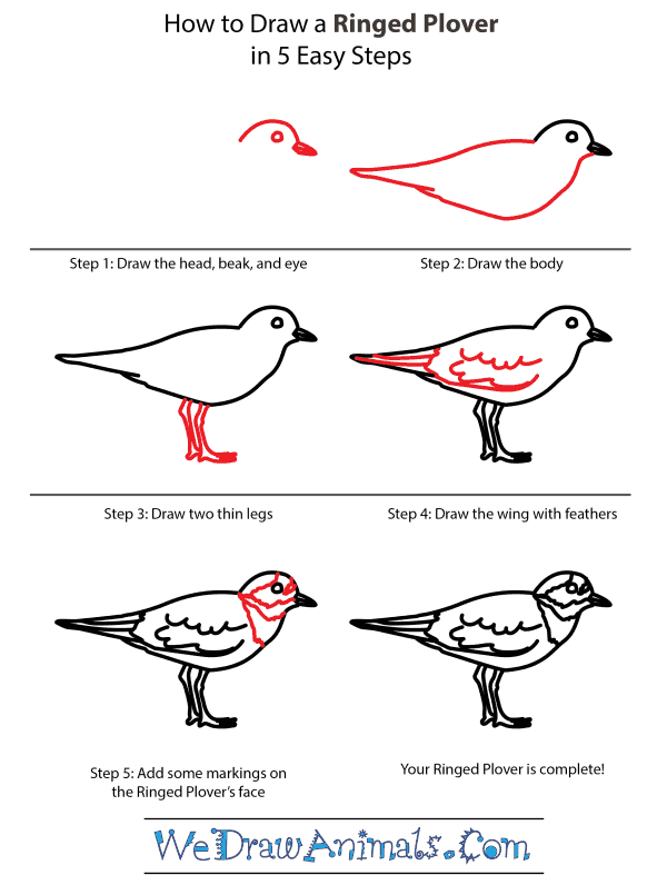 How to Draw a Ringed Plover