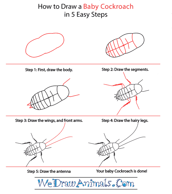 How to Draw a Baby Cockroach