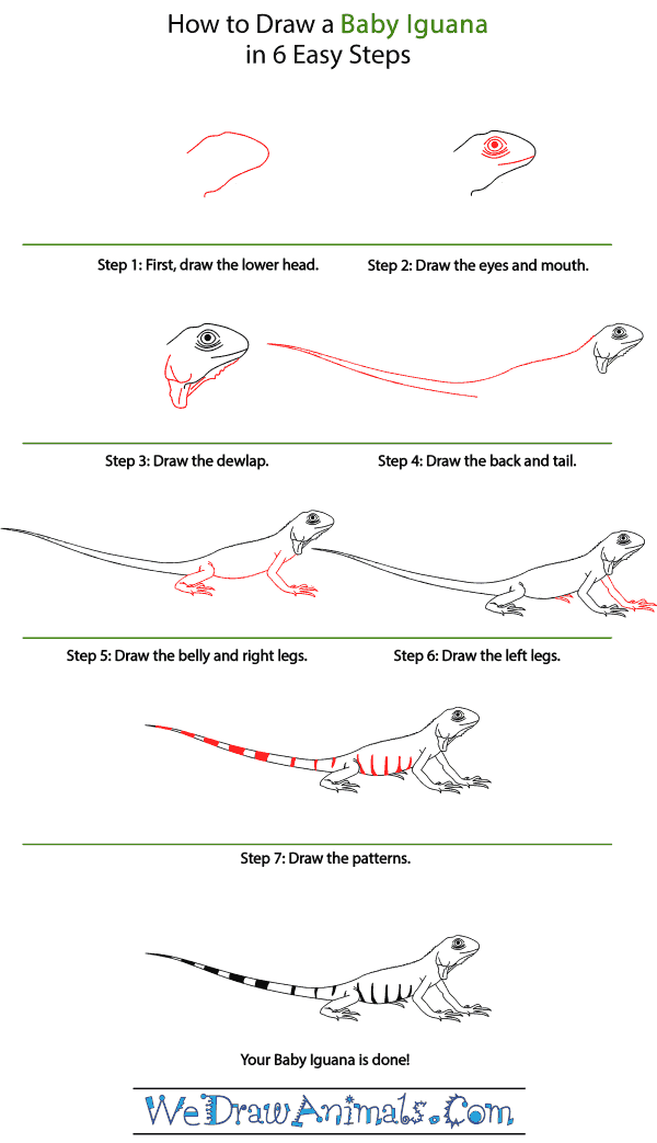 How to Draw a Baby Iguana