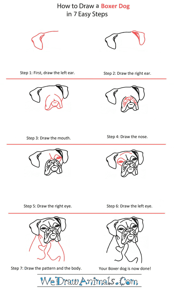 How to Draw a Boxer Dog Head