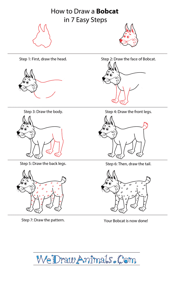 how to draw a cartoon bobcat step by step buildingbridgesbyjulia