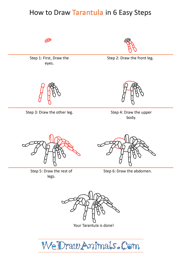 How to Draw a Cartoon Tarantula
