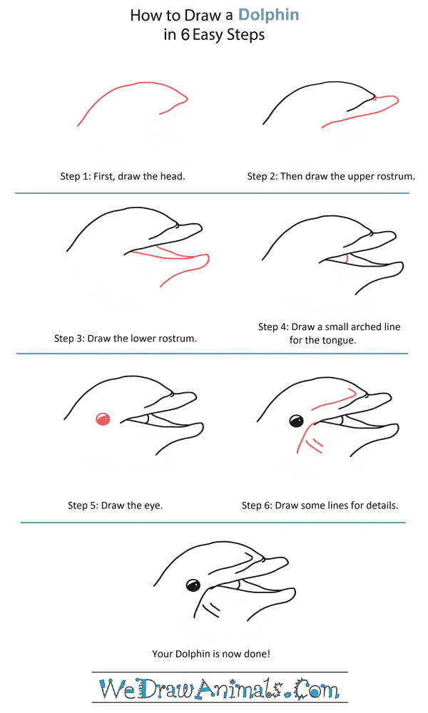 How to Draw a Dolphin Head