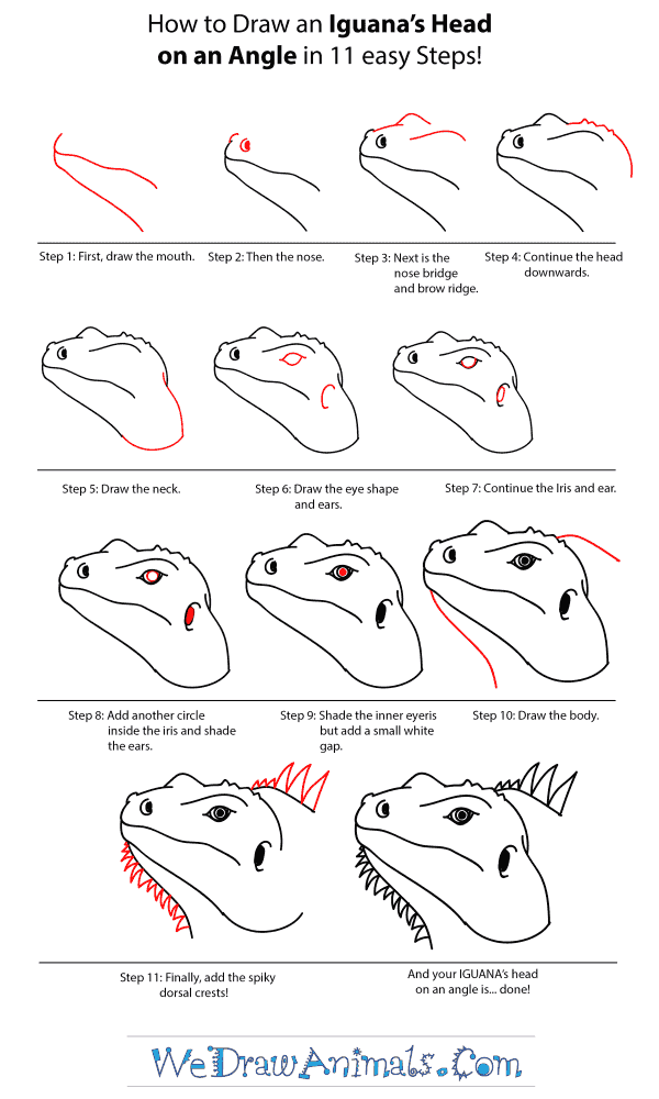 How to Draw an Iguana Head