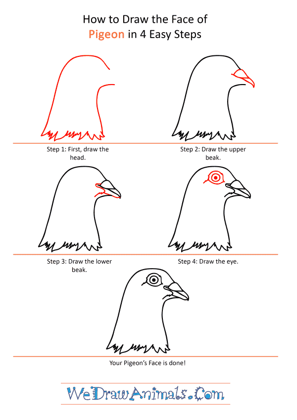 How to Draw a Pigeon Face
