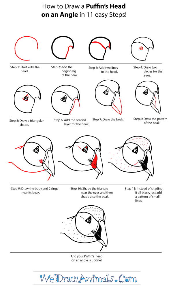 How to Draw a Puffin Head