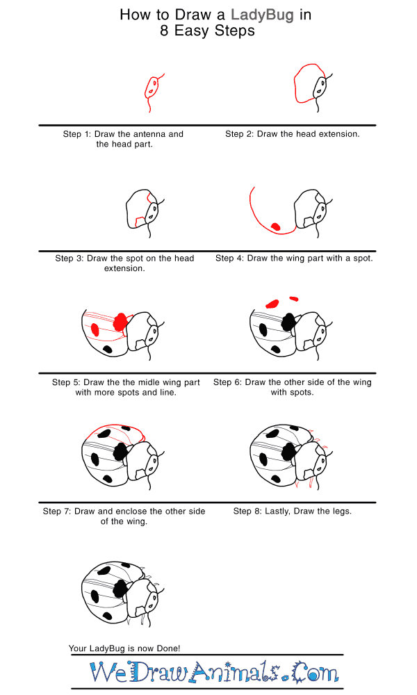 How to Draw a Realistic Ladybug
