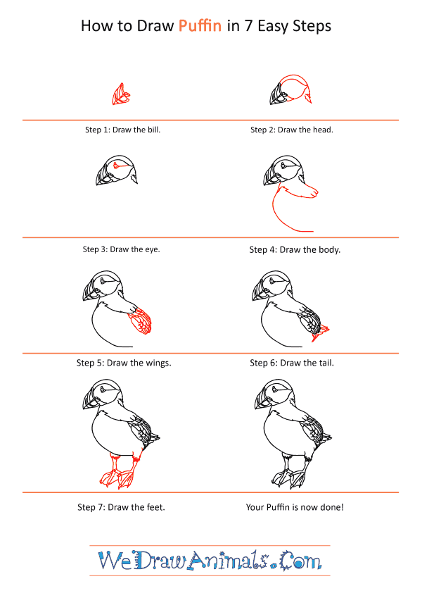 How to Draw a Realistic Puffin