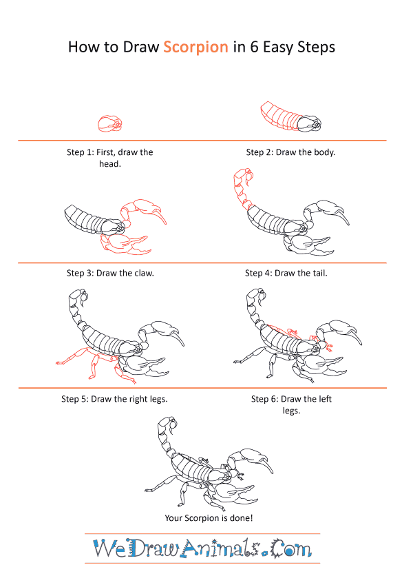 How to Draw a Realistic Scorpion
