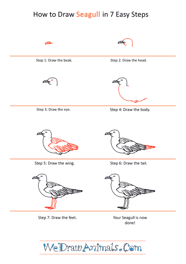 How to Draw a Realistic Seagull