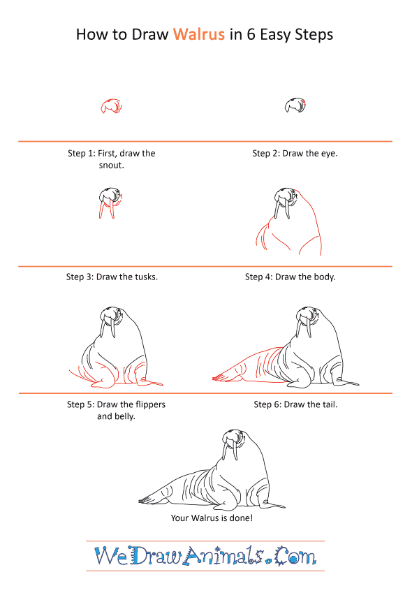 How to Draw a Realistic Walrus
