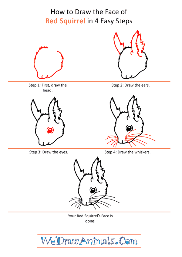How to Draw a Red Squirrel Face