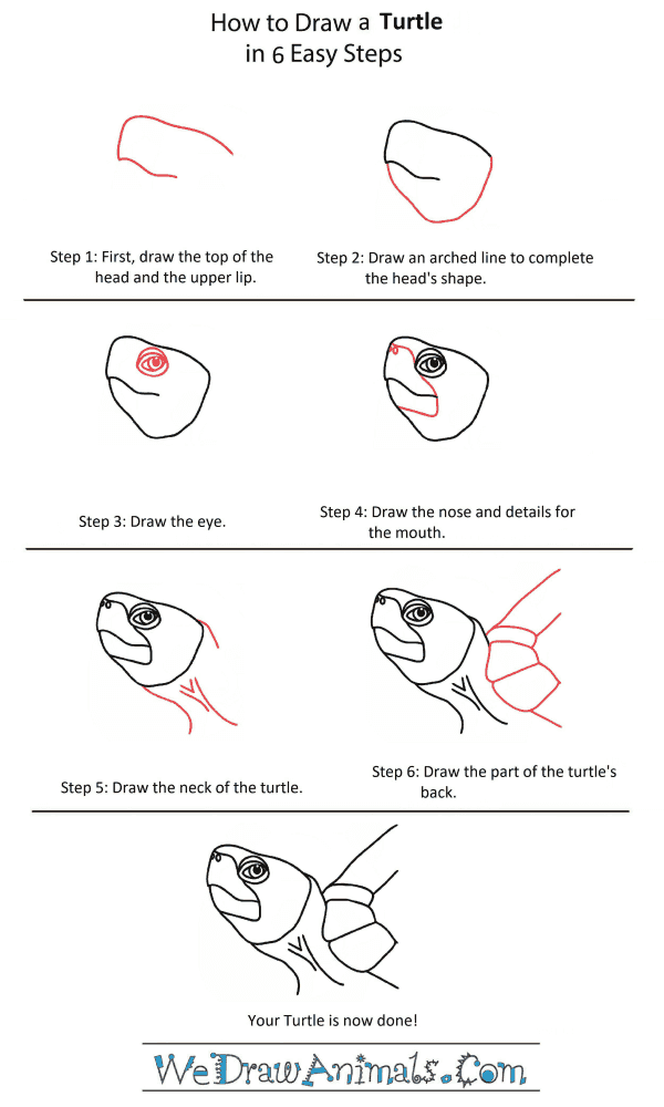 How to Draw a Turtle Head