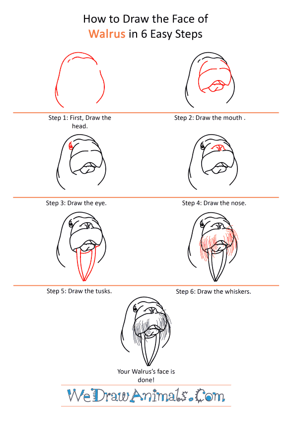How to Draw a Walrus Face