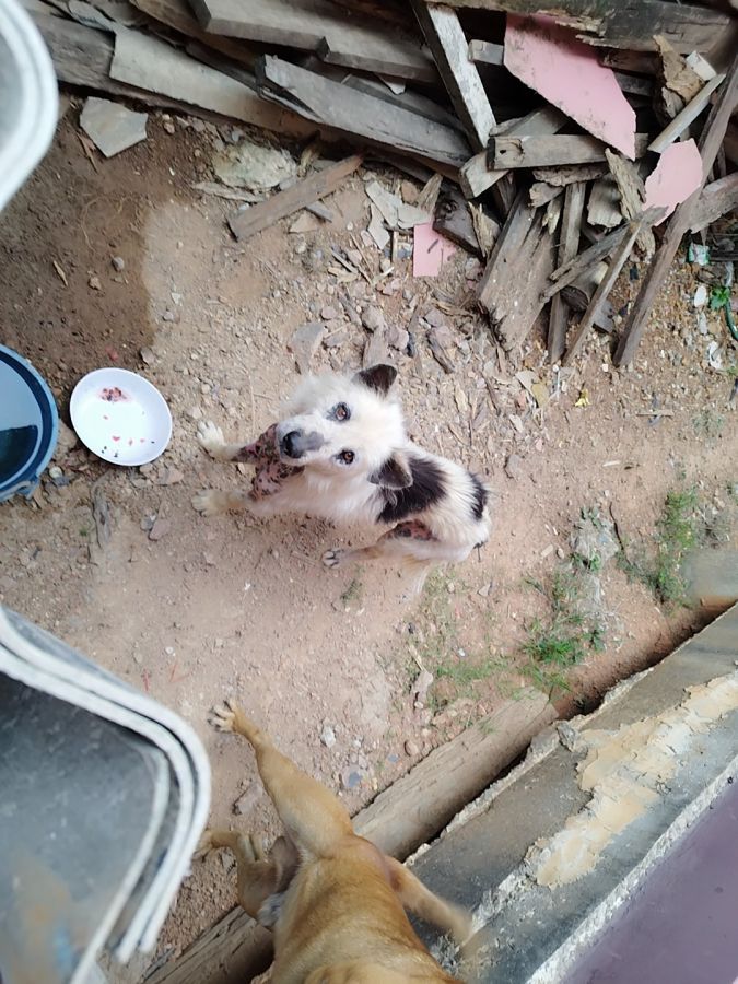 Buy Food for stray dogs