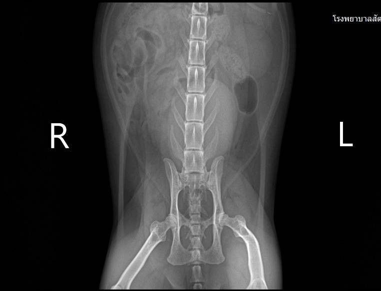 Please help my cat survive urinary tract obstruction