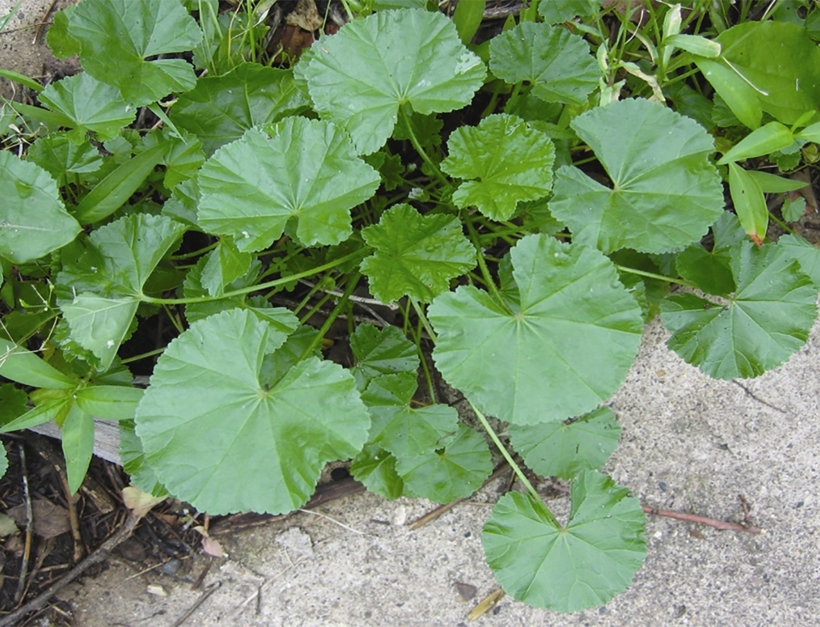 Common Mallow WeedAlert