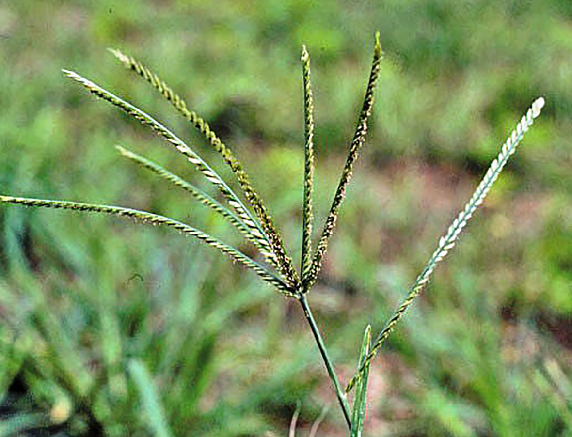 Goosegrass WeedAlert