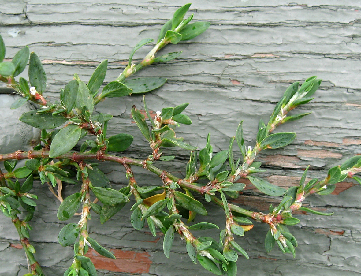 Prostrate Knotweed WeedAlert