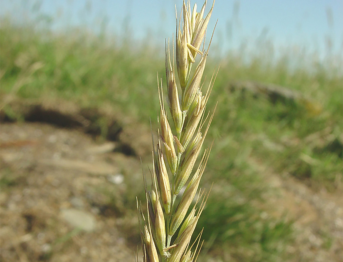 Quackgrass WeedAlert