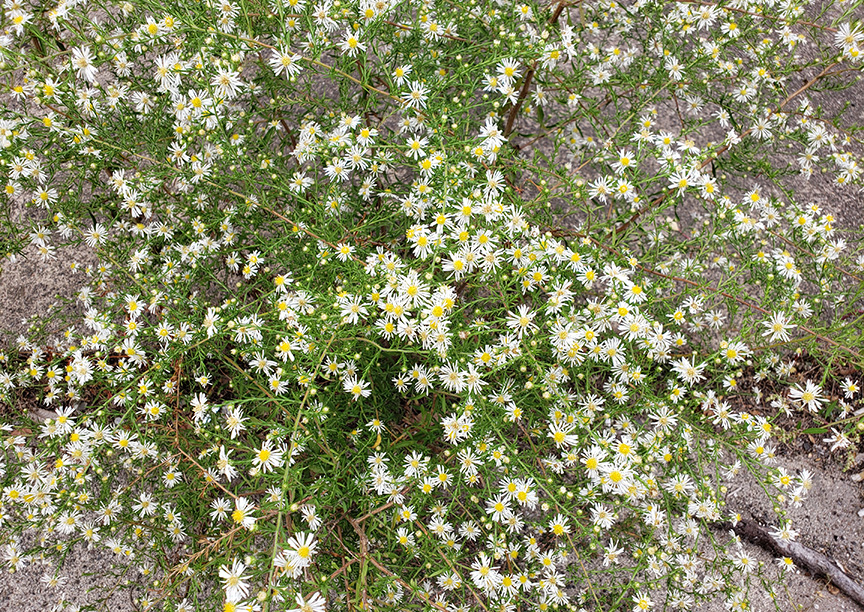 Frost Aster (Symphyotrichum pilosum)