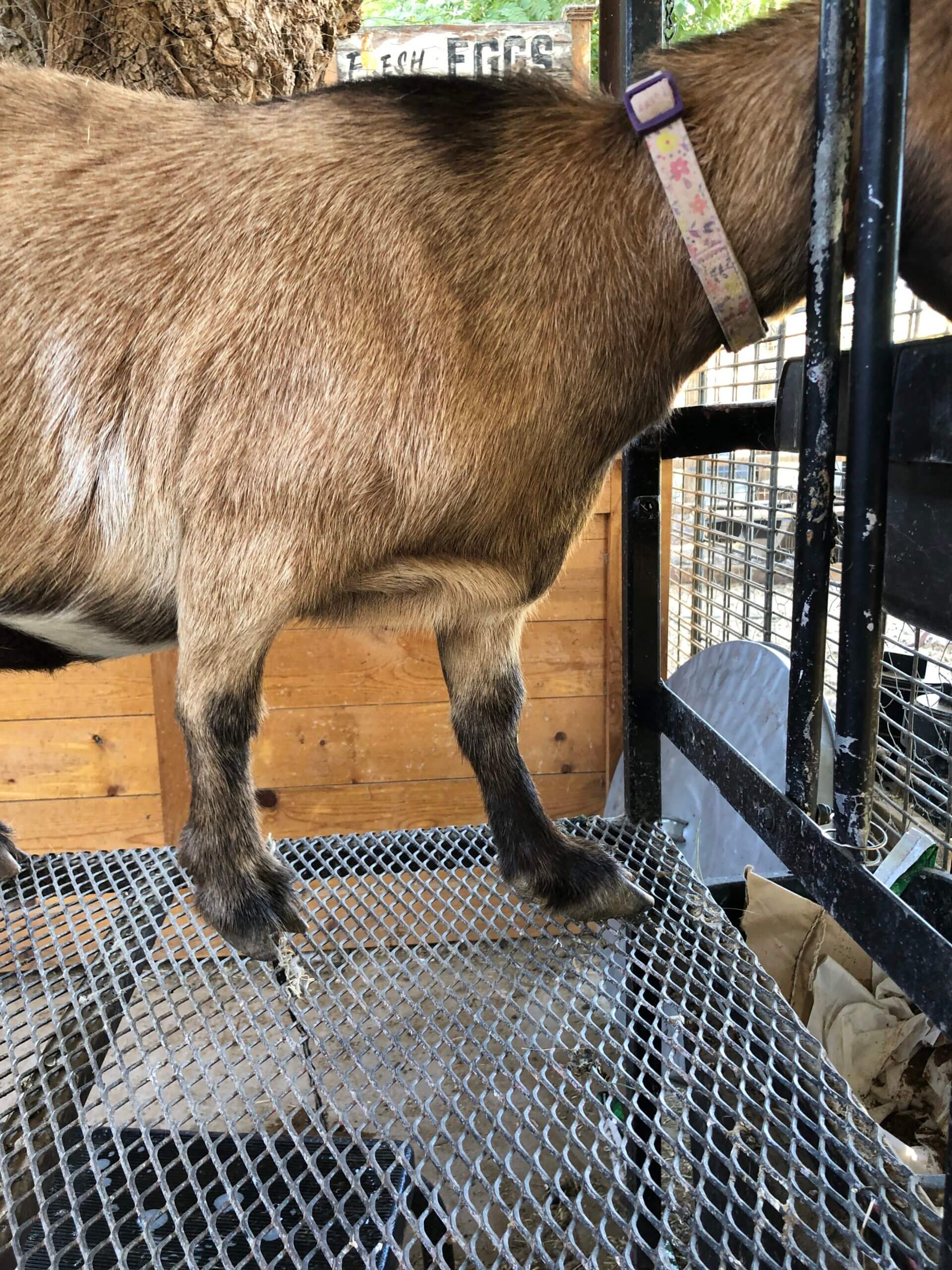 Our Limping Goat Carpal Hyperextension in Nigerian Dwarfs Weed 'em