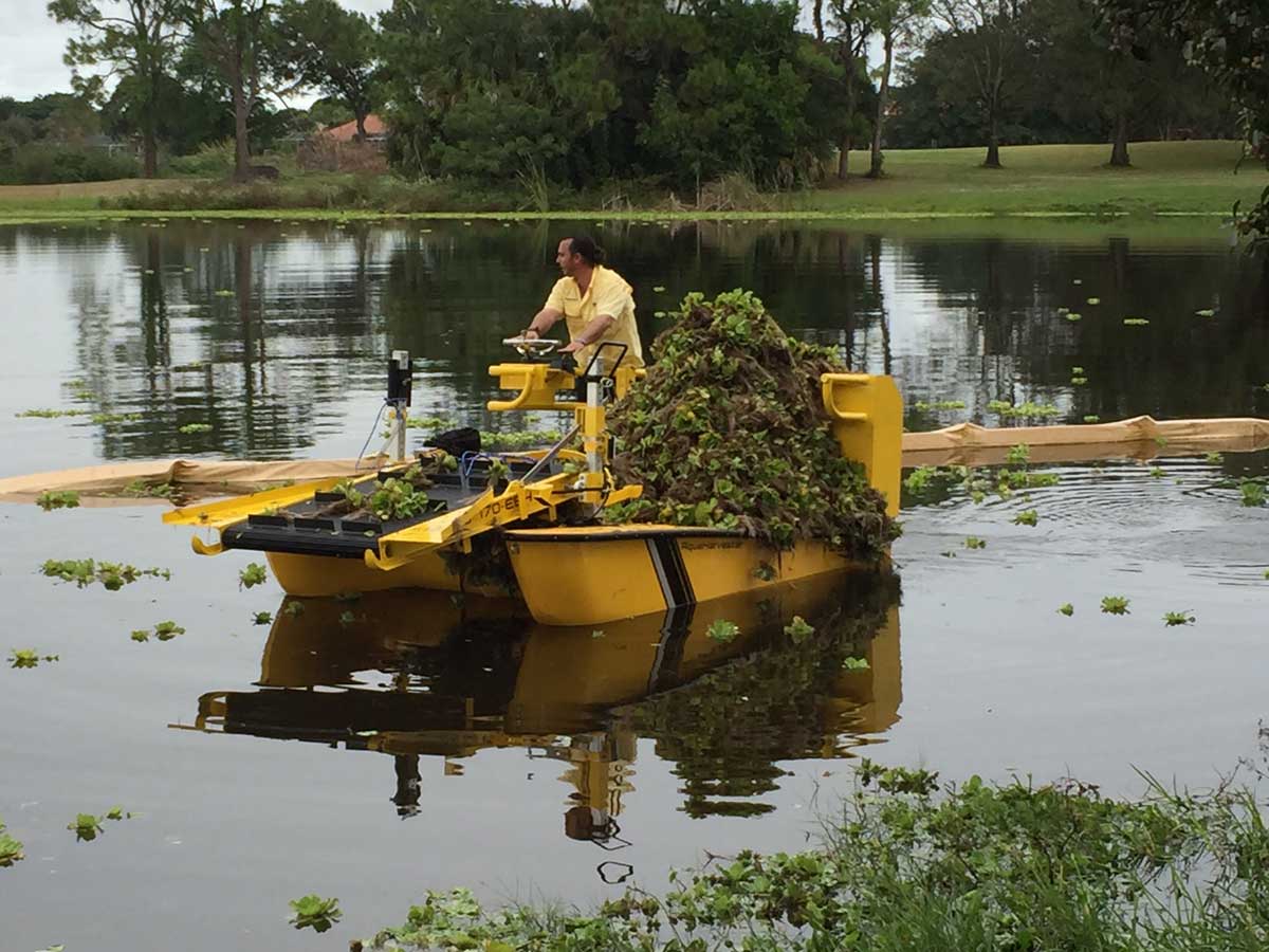 How To Get Rid Of Weeds In Lake Water at Alex er blog