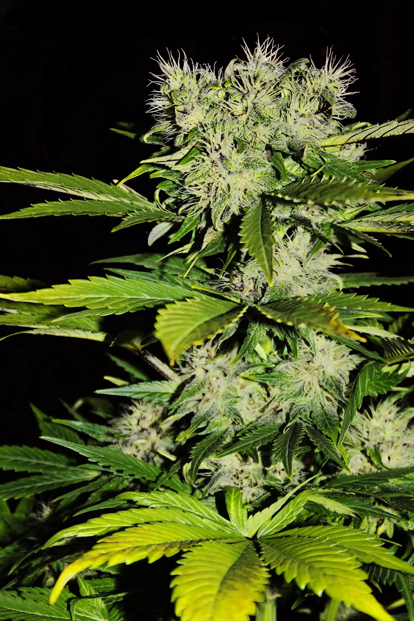 Green Poison® from Sweet Seeds, that sweet temptation.