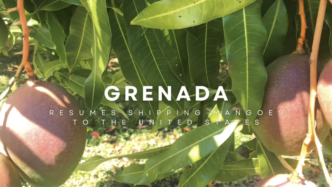 FIRST COMMERCIAL SHIPMENT OF MANGOES TO THE UNITED STATES AFTER MORE