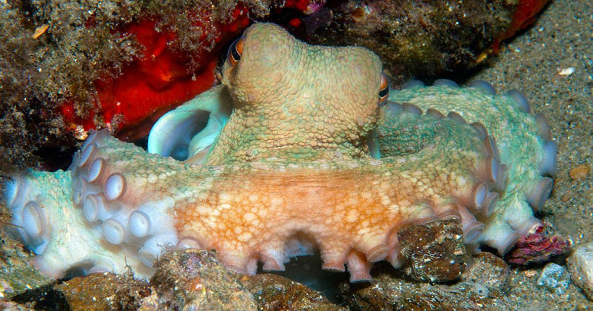 Like A Boss Oktopus befreit sich aus Aquarium! weekend.at