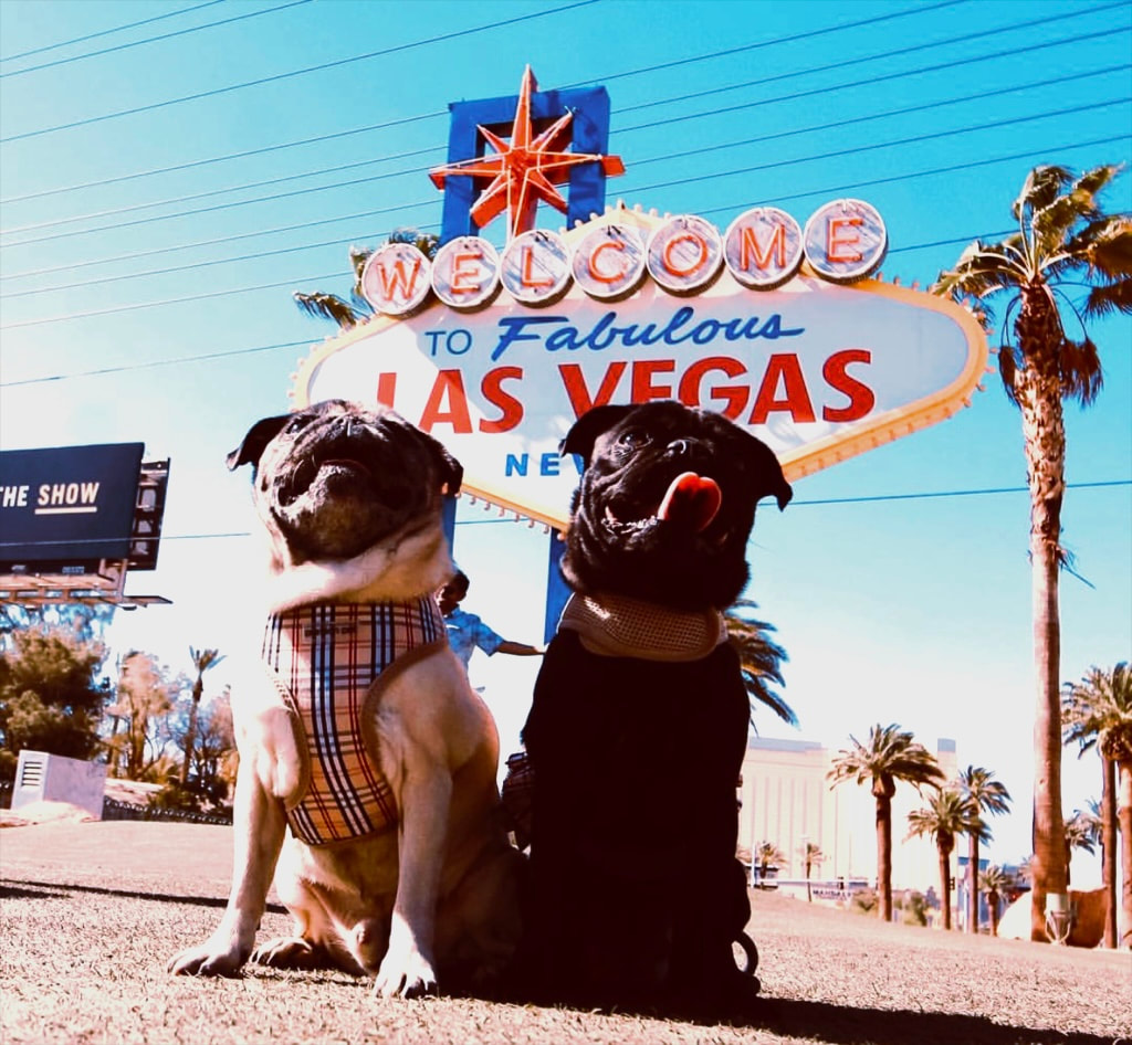 How Many Dogs Can You Have In Las Vegas