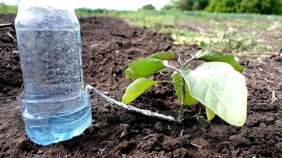 DIY How to make your own drip irrigation? WEEKLY WOO