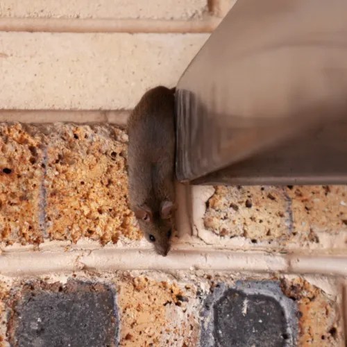 Why Are Brick Weep Holes So Important?