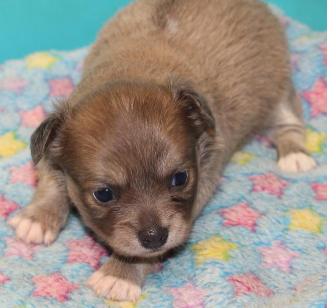 Long and ShortHaired Chihuahua Puppies For Sale in Florida Wee Puppy