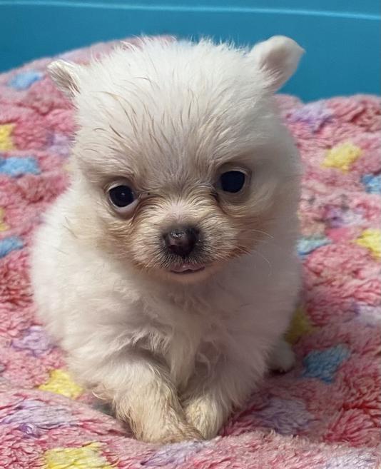 Long and ShortHaired Chihuahua Puppies For Sale in Florida Wee Puppy