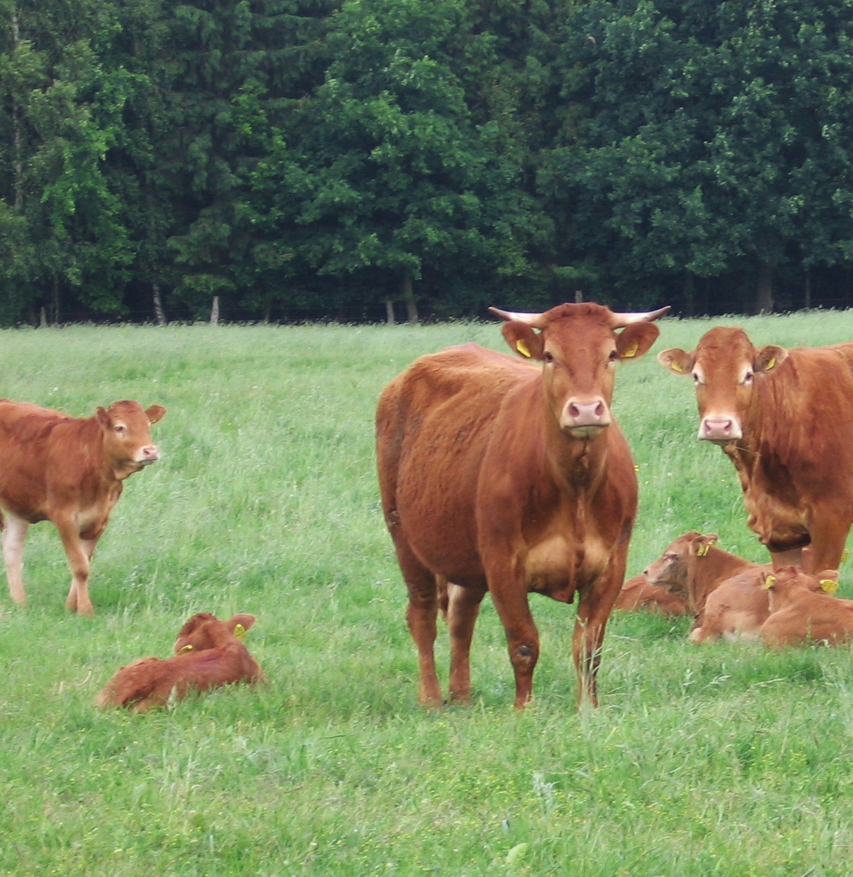Hof Brockmann Gesundes Fleisch aus Mutterkuhhaltung • weidefunk.de