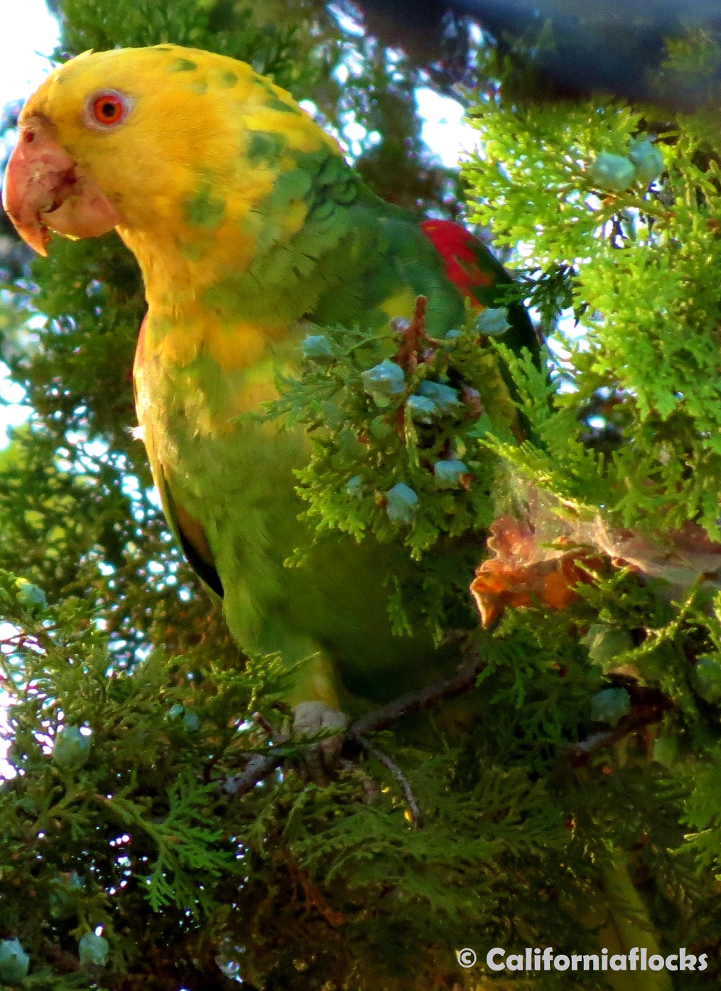 Pasadena Parrots Weird California