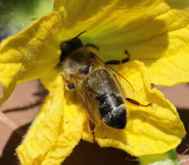 Black Honey bees Beesource Beekeeping Forums