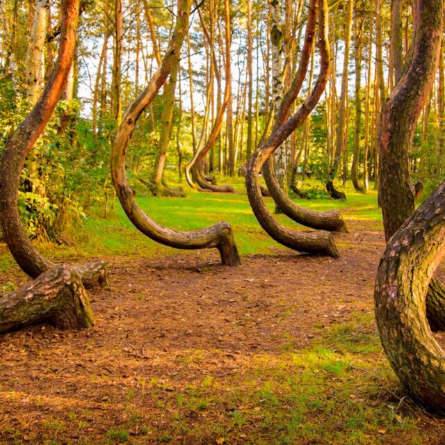 These 12 Photos Prove How Strange Nature Is Weird Worm