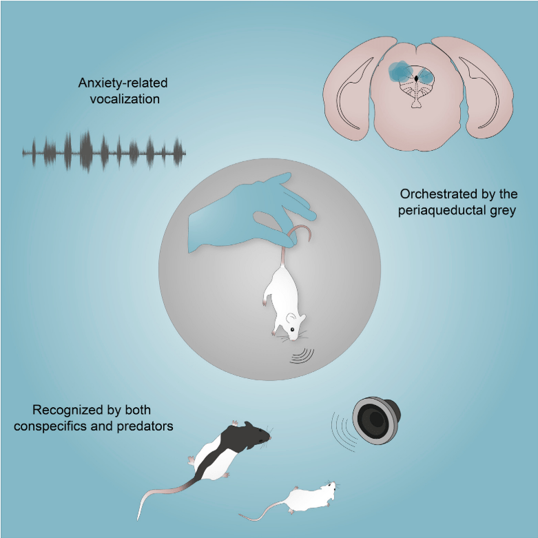 Why do mice squeak? The neurobiology of stress