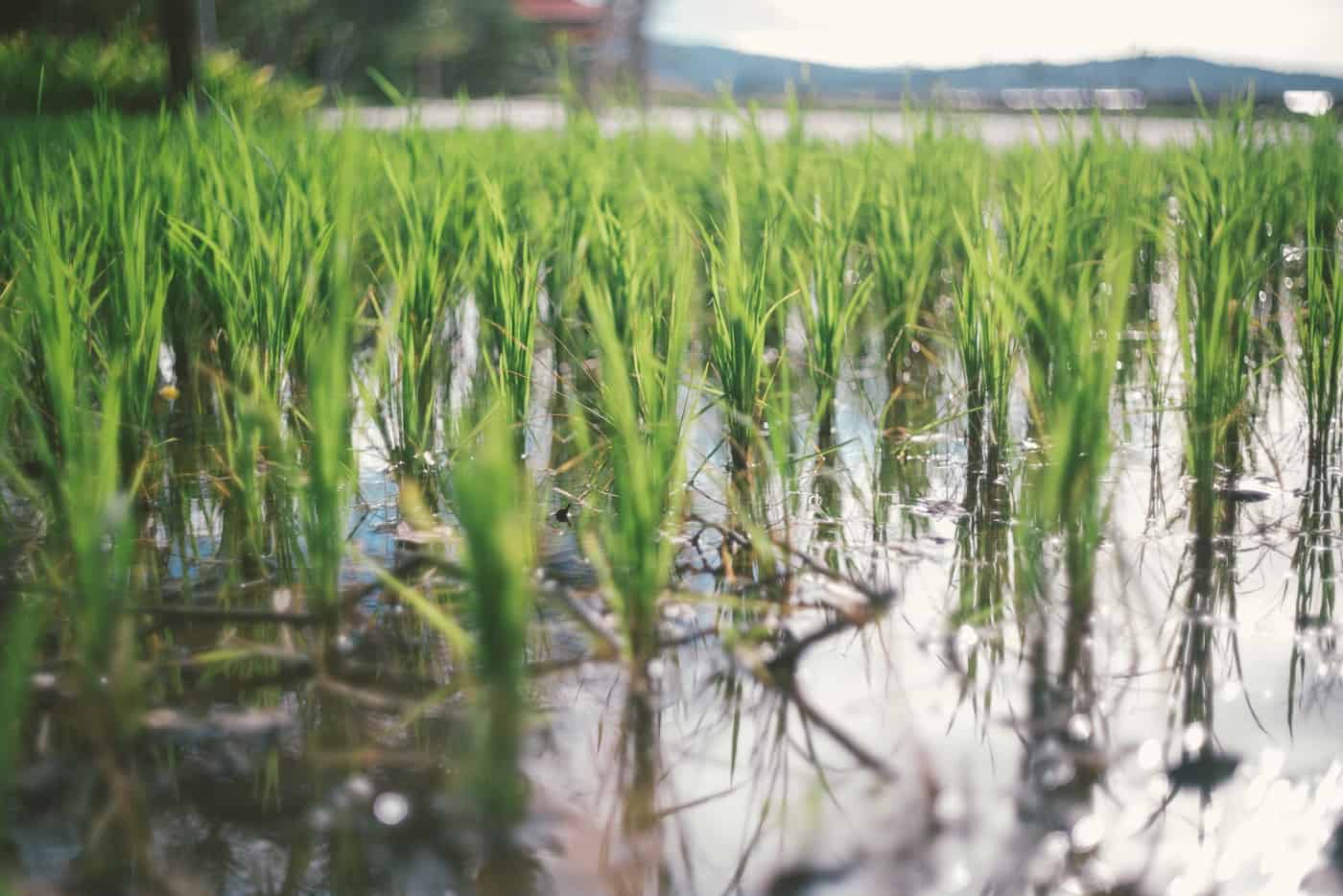 Rice Growers in Arkansas Experience Best Planting Weather in Years We