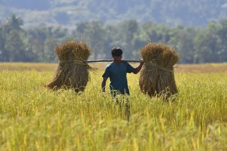 Rice Prices Soar Close to 12Year High According to the United Nations