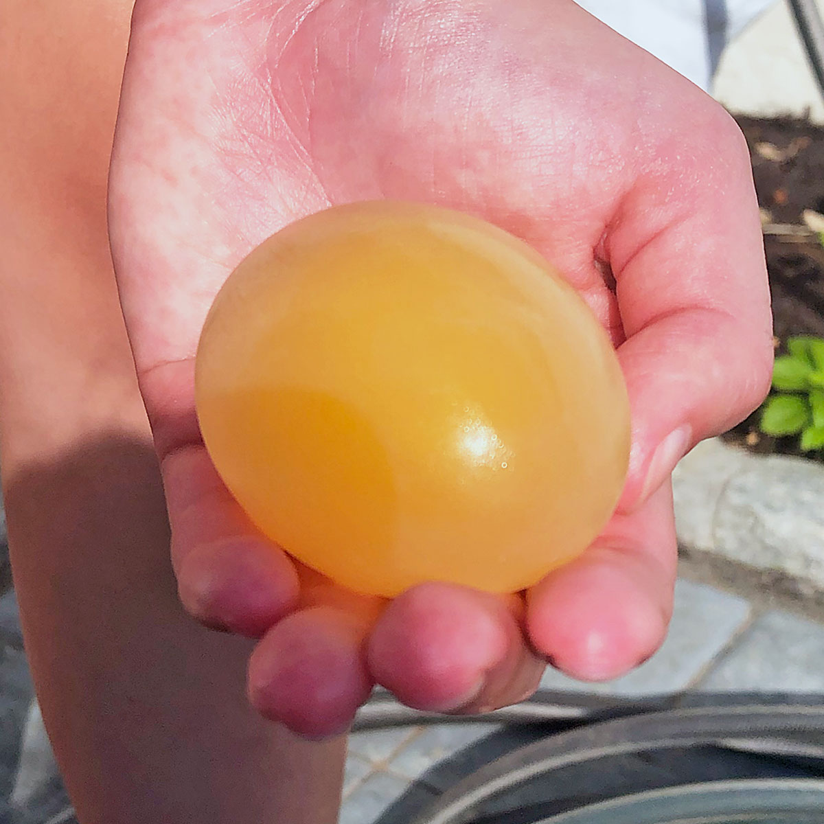 how to make a bouncy egg science experiment for the science fair we