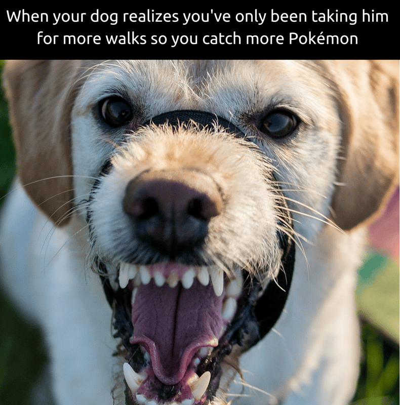 15 Funny Pokemon Go Memes The One Percent