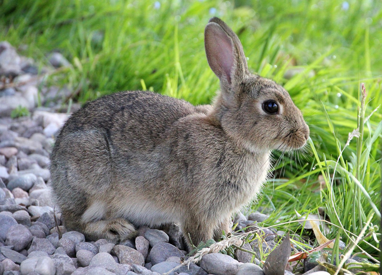 Hoppy Treats: Homemade Parsley and Chamomile Goodies for Your Rabbit