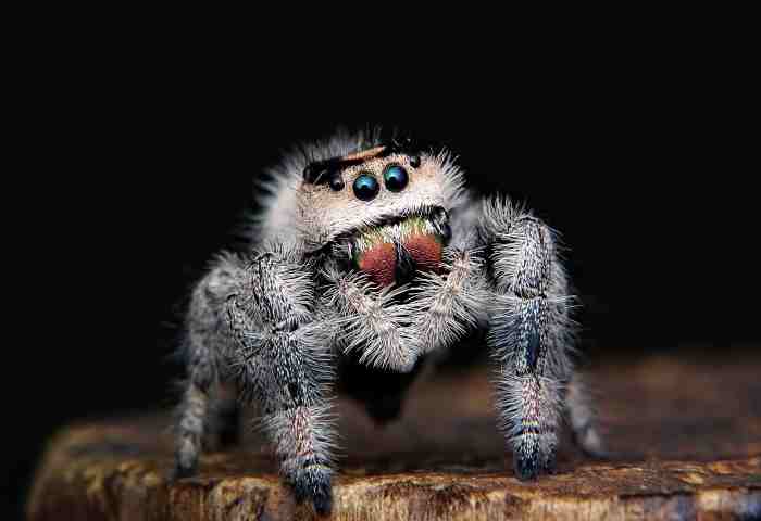 Spider Facts, Spider Fiction - The New York Times