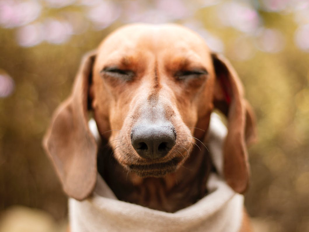 My dog seems to be scratching a lot why? Welgelegen Animal Clinic