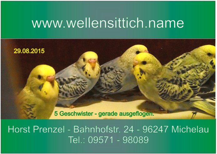 Abzugebende Wellensittiche www.wellensittich.name
