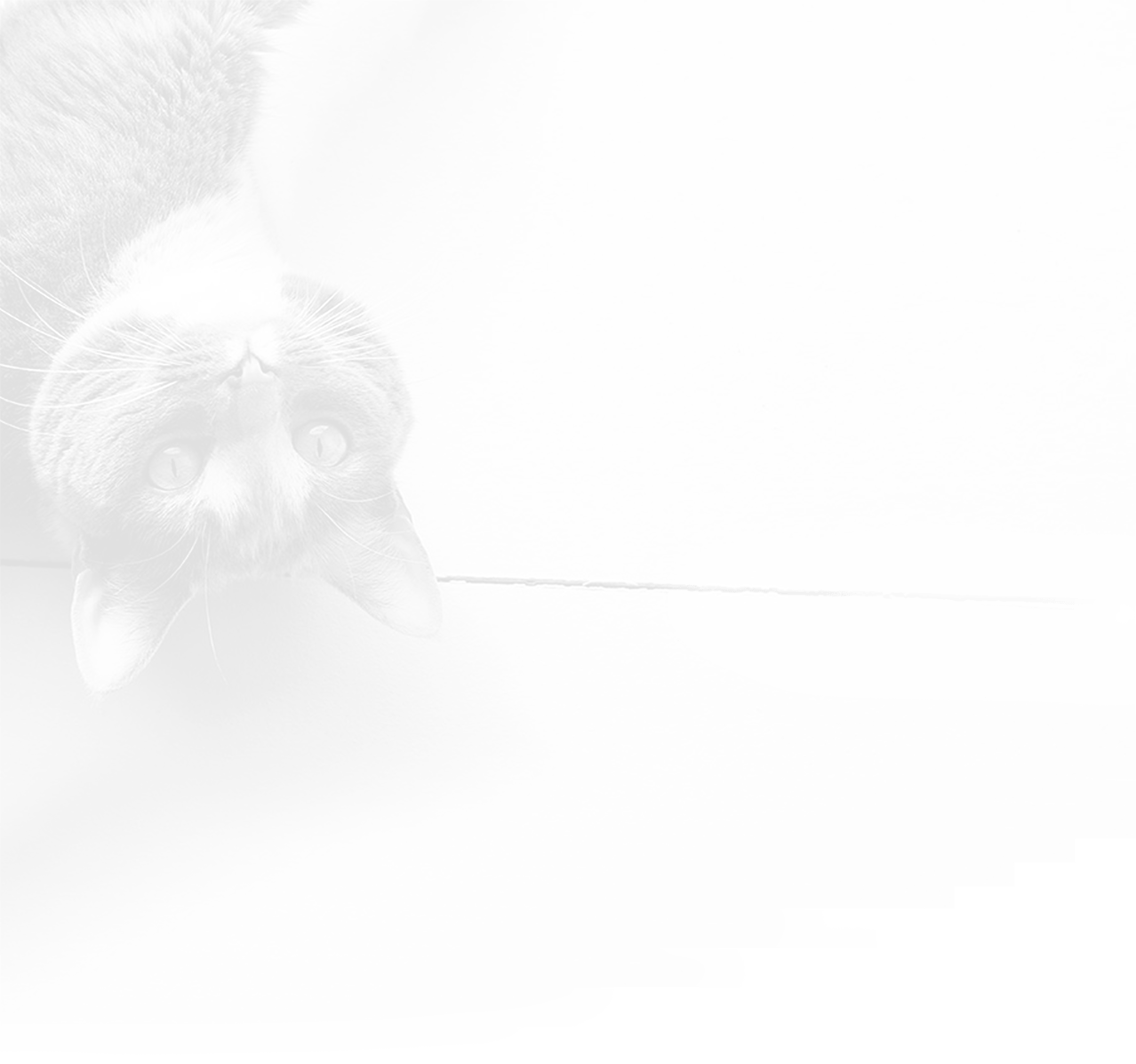 Careers Wellness Pet Company